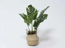 MACETA MIMBRE C/PLANTA C Ø11X45CM