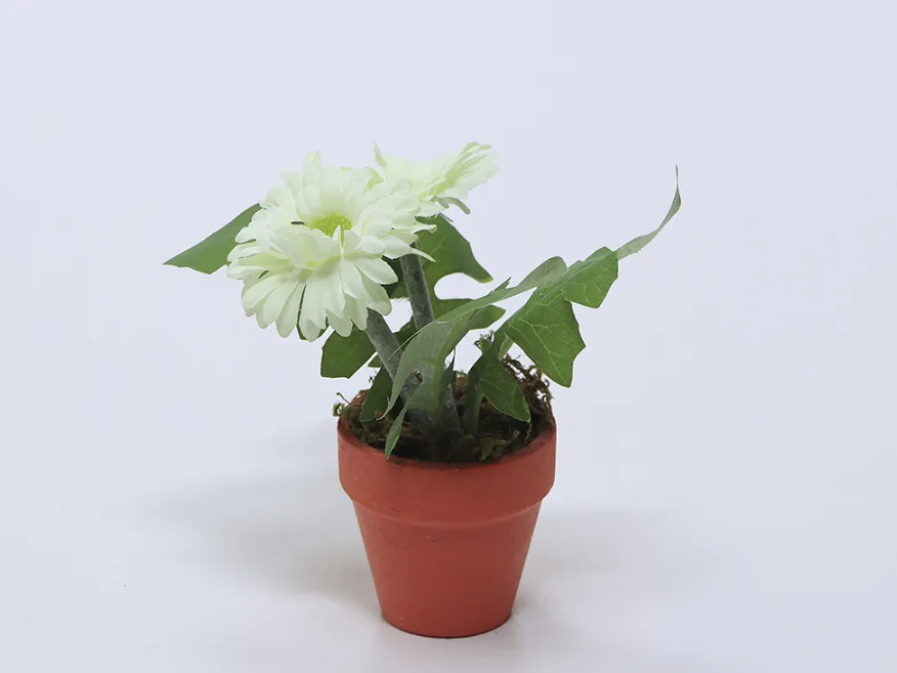 PLANTA FLOR GERBERA BLANCO 12X18