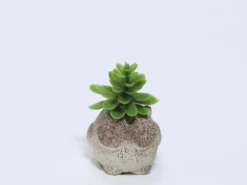 PLANTA MACETA CEMENTO BUHO 9X7X7