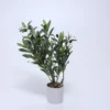 PLANTA OLIVO 58CM