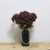 VARA HORTENSIA BURDEOS X2